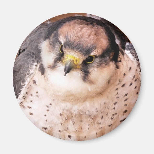 LANNER FALCON MAGNET (Vorne)