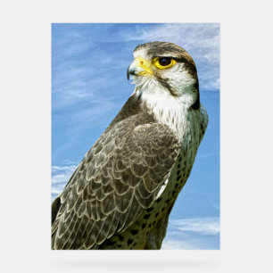 Lanner Falcon perché