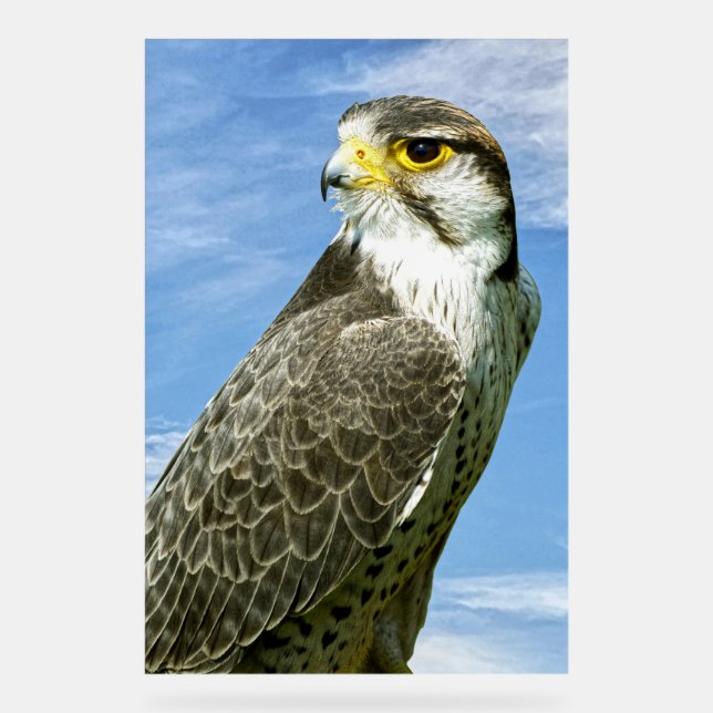 Lanner Falcon perché (Recto)