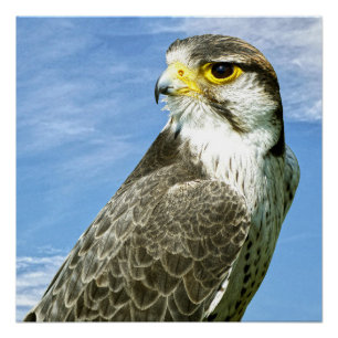 Lanner Falcon Poster