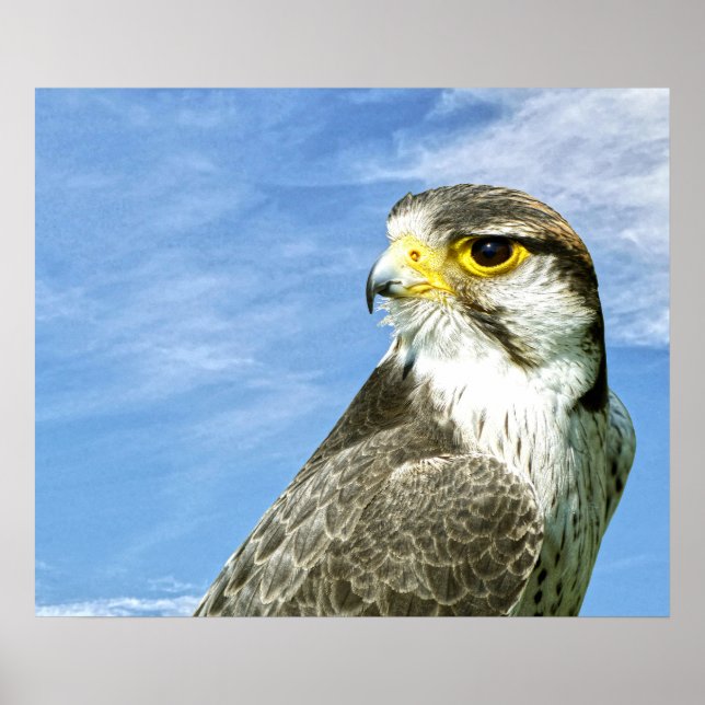 Lanner Falcon Poster (Vorne)