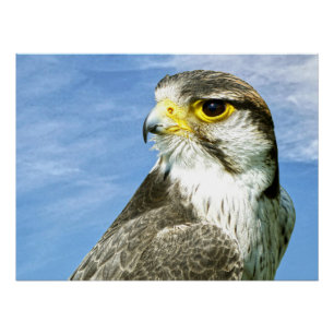 Lanner Falcon Poster