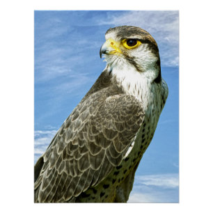 Lanner Falcon Poster