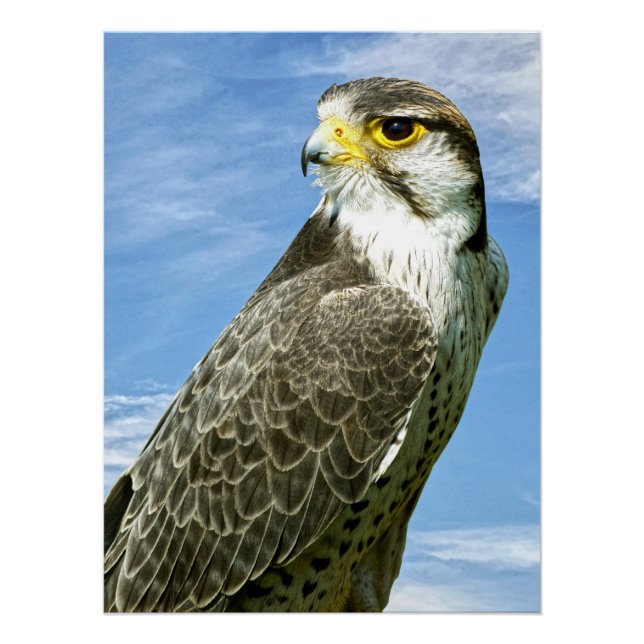Lanner Falcon Poster (Vorderseite)