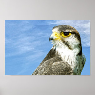 Lanner Falcon Poster