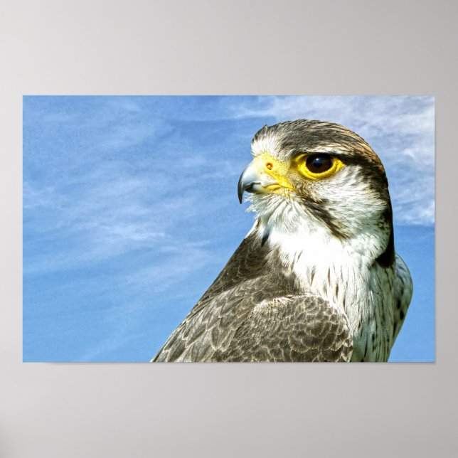 Lanner Falcon Poster (Vorne)
