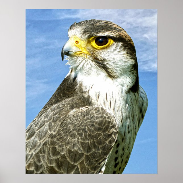 Lanner Falcon Poster (Vorne)