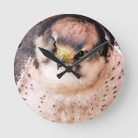 LANNER FALCON