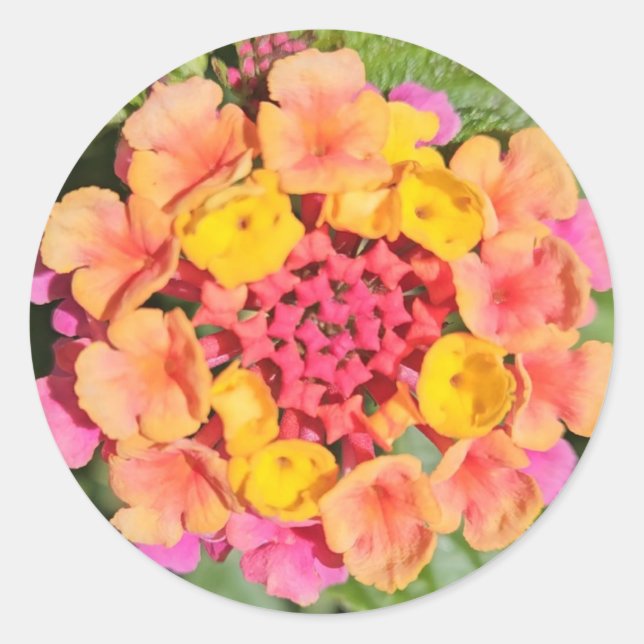 Lantana-Blume Runder Aufkleber (Vorderseite)