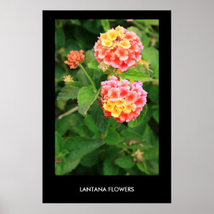 Lantana-Blumen Plakat, Druck Poster