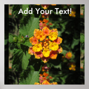 Lantana Desert Flower Poster
