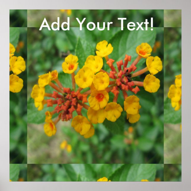 Lantana Garden Blumen Yellow Poster (Vorne)