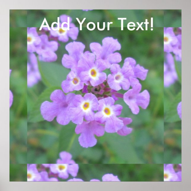 Lantana Pflanze Lila Floral Poster (Vorne)