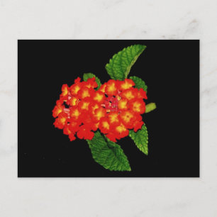 Lantana Postkarte