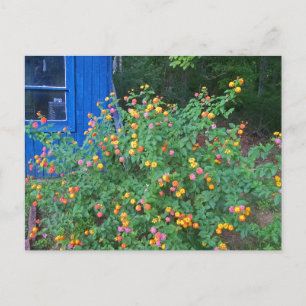 Lantana-Strauch Postkarte