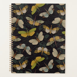 Lanternflies - Pyrops Candelaria und andere Planth Planer