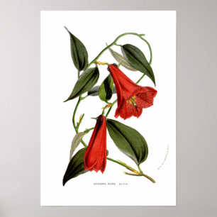 Lapageria rosea poster