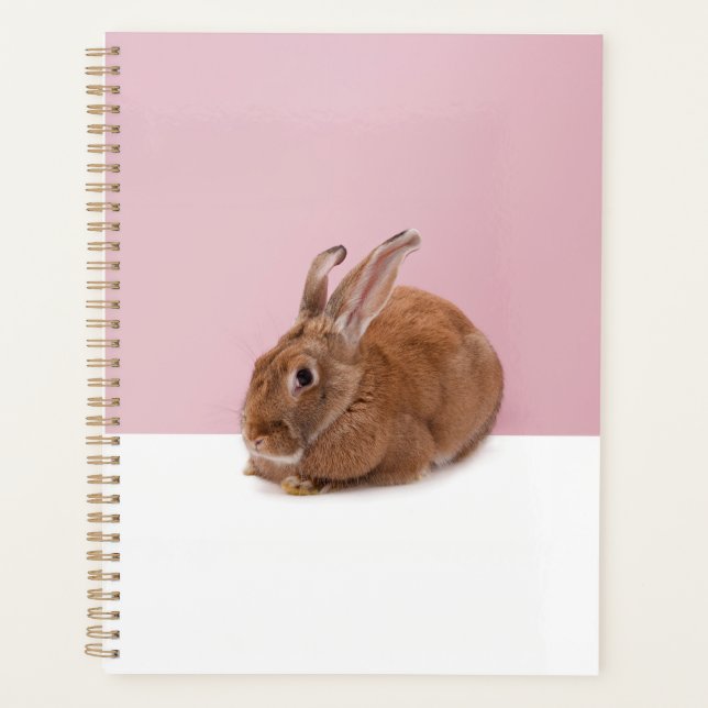 Lapin (Devant)
