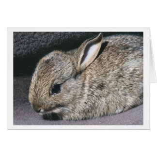 lapin