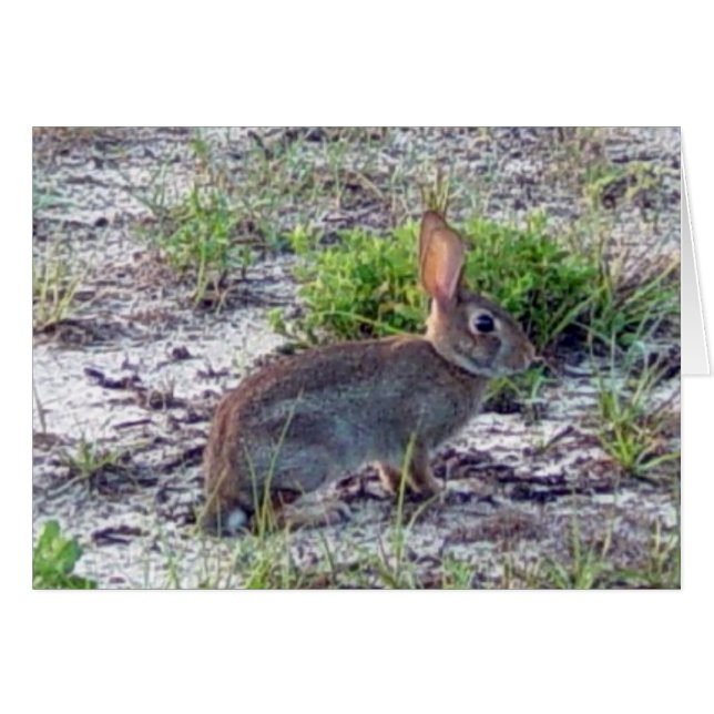 Lapin (Devant horizontal)
