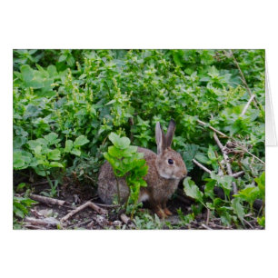 Lapin anglais sauvage