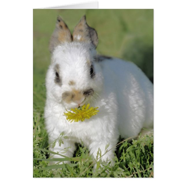 Lapin avec Fleur (Devant)