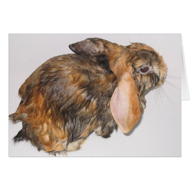 Lapin Bathtime (Devant horizontal)