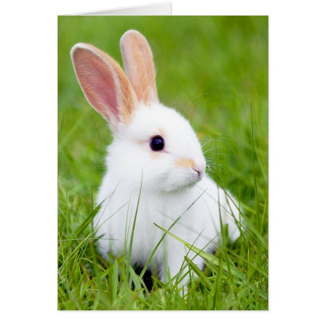 Lapin blanc (Devant)