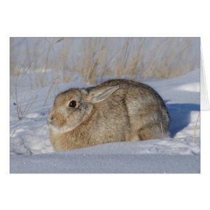 Lapin Cottontail R5 dans la neige