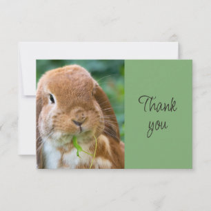Lapin de compagnie drôle et mignon Merci
