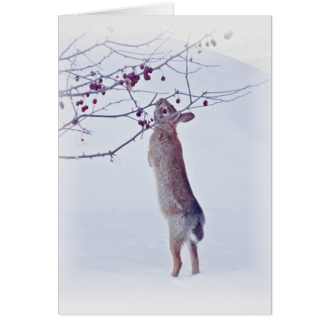 Lapin de crabon - Lapin (Devant)