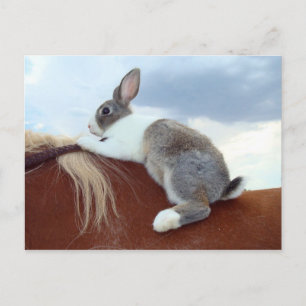 Lapin hollandais à cheval carte postale