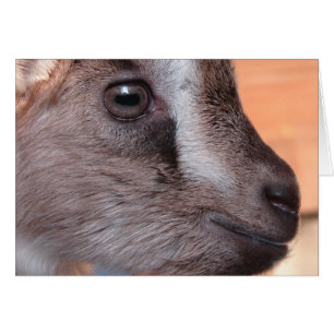 Lapin La Chèvre