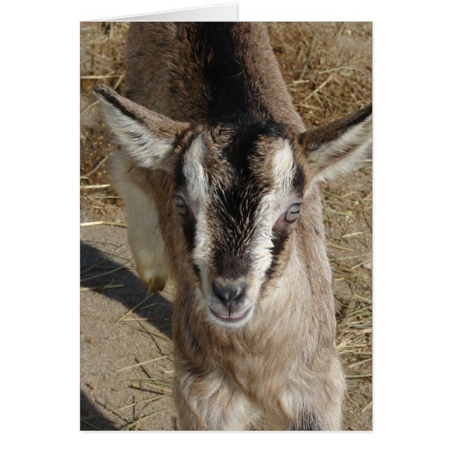 Lapin La Chèvre (Devant)