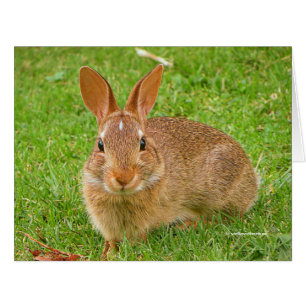 Lapin mignon mâchant des verdures sur le fairway d