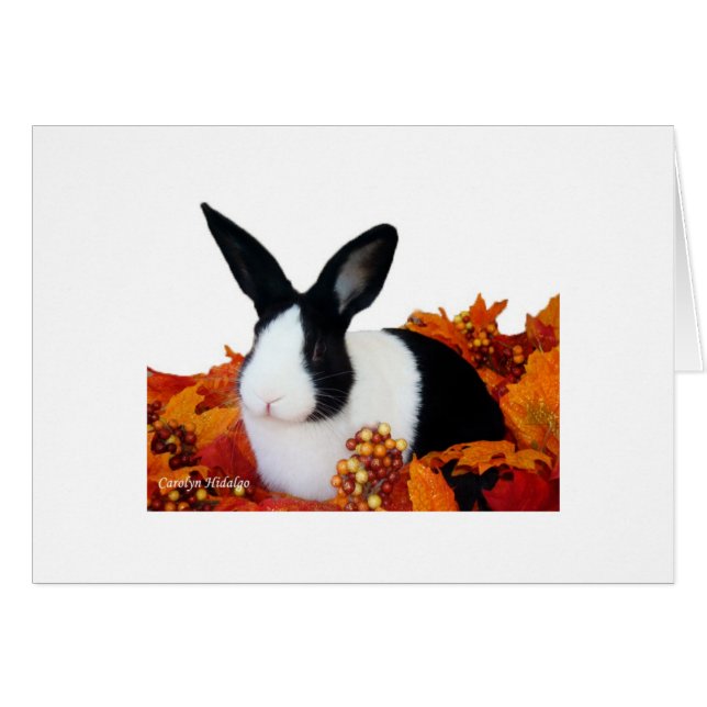 Lapin néerlandais dans le feuille de chute (Devant Horizontal)