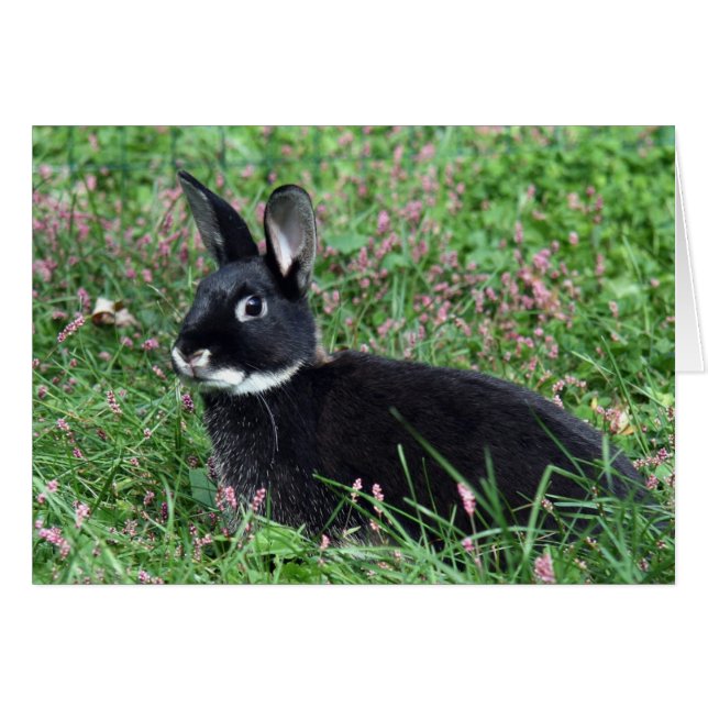 Lapin noir dans l'herbe (Devant horizontal)