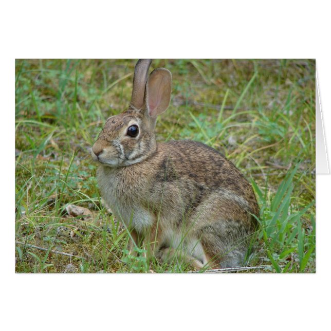 Lapin sauvage Est Cottontail II Vêtements et cadea (Devant horizontal)