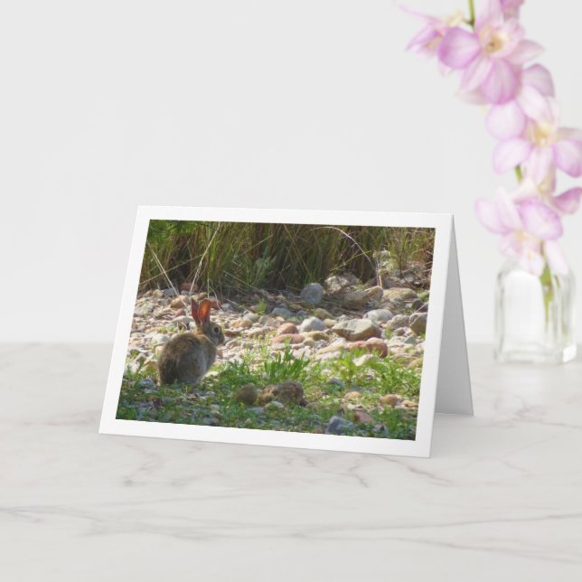 Lapin sauvage sur la carte Canyon (Orchidée)