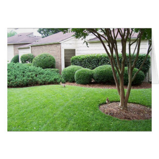 Lapins jouant sur la pelouse