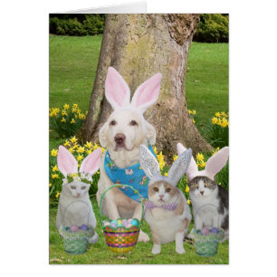 Lapins mignons de chat et de chien