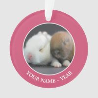 Lapins nains de Netherland