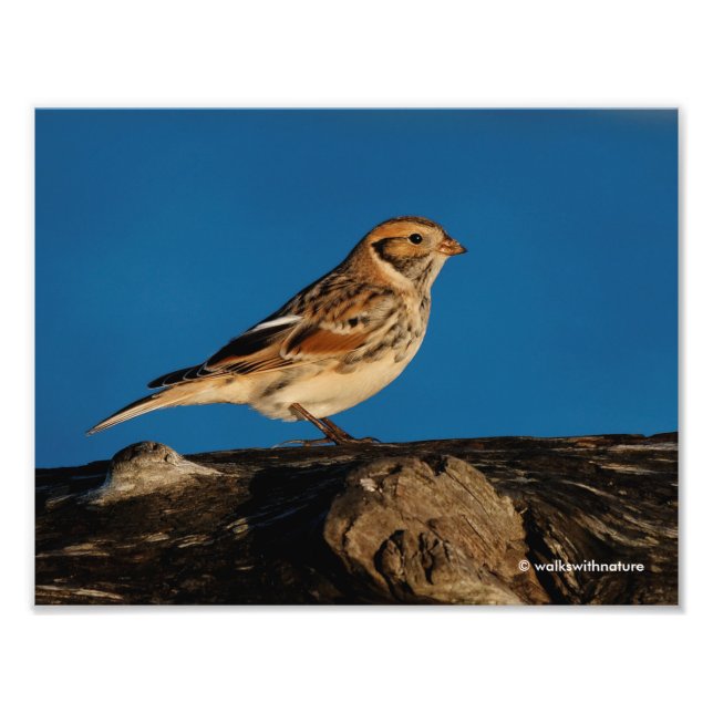 Lapland Longspur auf einem sonnenbeleuchteten Log Fotodruck (Vorne)