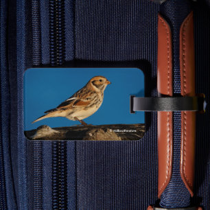 Lapland Longspur auf einem sonnenbeleuchteten Log Gepäckanhänger