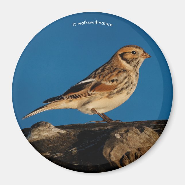Lapland Longspur auf einem sonnenbeleuchteten Log Magnet (Vorne)
