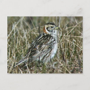 Lapland Longspur Postkarte