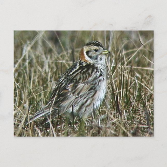 Lapland Longspur Postkarte (Vorderseite)
