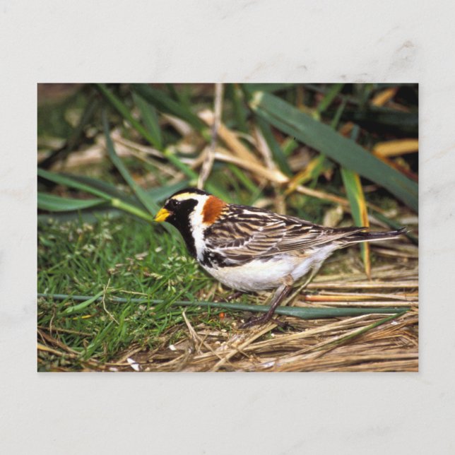 Lapland Longspur Postkarte (Vorderseite)