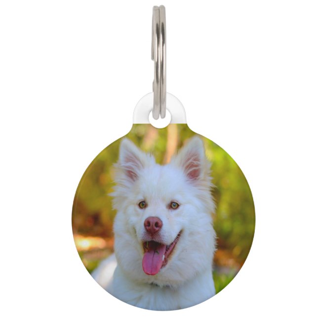 Lapphund Hund. Haustiermarke (Vorderseite)