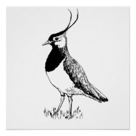 Lapwing Monochrome Print Poster